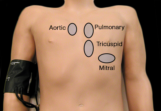 auscultation areas review